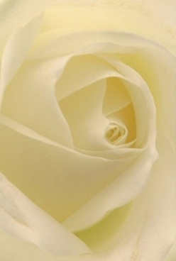 This close-up view invites you to explore the intimate heart of a beautifully composed ivory rose, arranged with care by a seasoned Uxbridge florist. Silky, layered petals curve gracefully inward, their almost translucent nature catching the gentle North London light that fills the room with a calming glow. Soft shadows enhance the bloom's velvety texture, while subtle undertones of cream and faded lemon intermingle throughout, lending an air of timeless elegance. The rose itself is presented with artistry befitting a special moment-perhaps as a delicate offering for an anniversary celebrated near Uxbridge High Street, or a quiet symbol of comfort sent to a friend along Cowley Road. The composition lets you almost sense the subtle floral fragrance that drifts gently, filling the space with its understated charm. Every detail speaks of calm anticipation and heartfelt intention, an arrangement that captures Uxbridge's welcoming spirit through its restraint and grace. Whether destined for a moment of reflection or as a pure expression of admiration, this rose's classic form and flawless construction assure you of the dedication poured into every bouquet. Local delivery ensures your sentiment is felt at just the right time, with each petal unfolding like a new memory cherished.